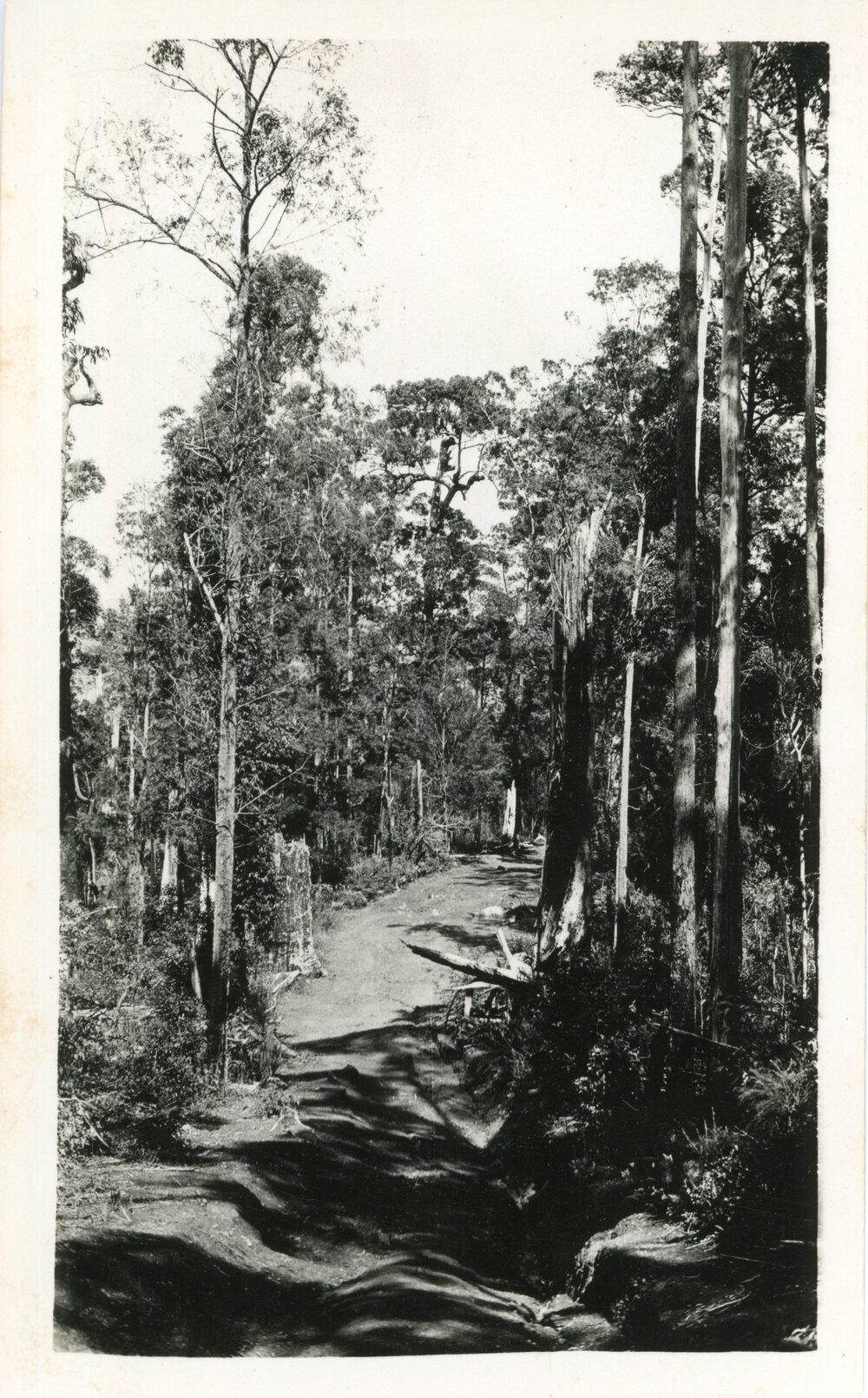 A logging track through the rainforest at Karangi, c.1930