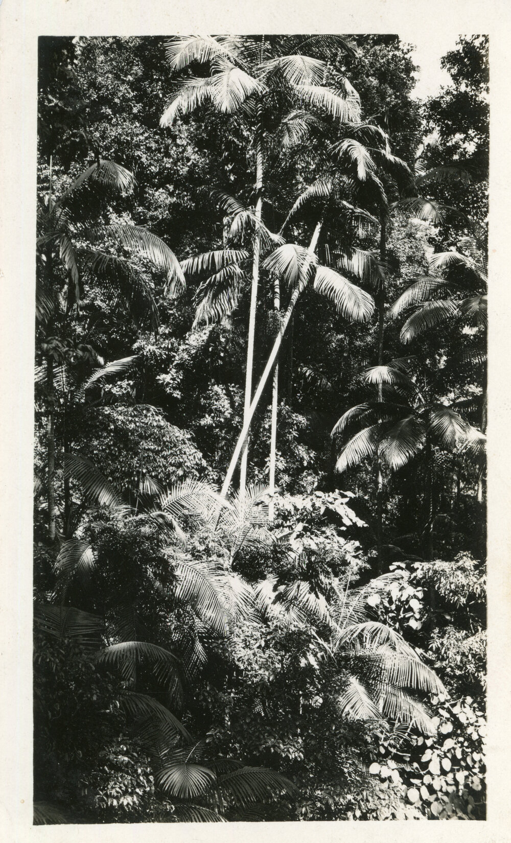 Bangalow palms viewed from the old mine, 1929 - 1930