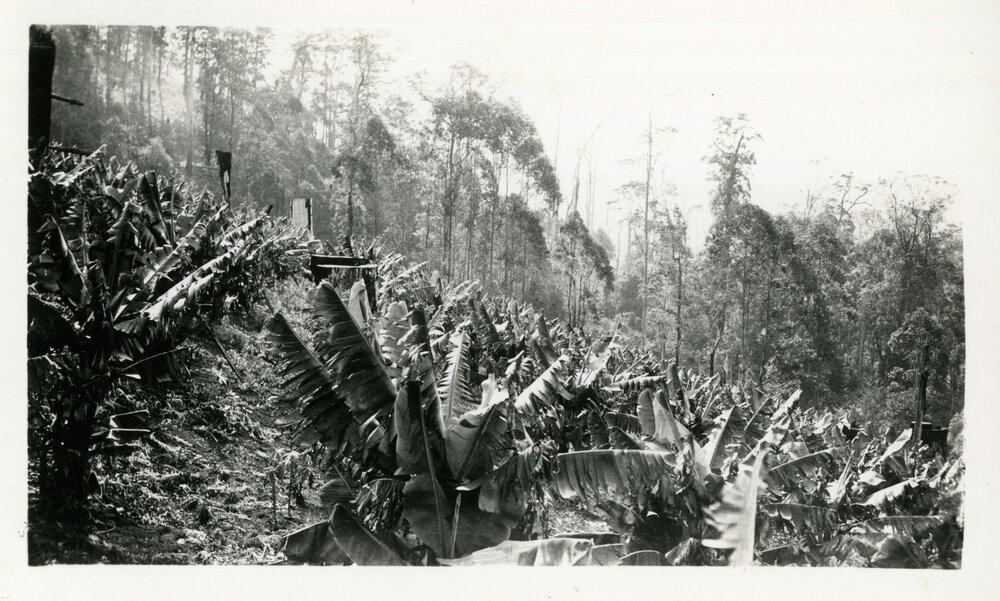 Banana plantation, 1930
