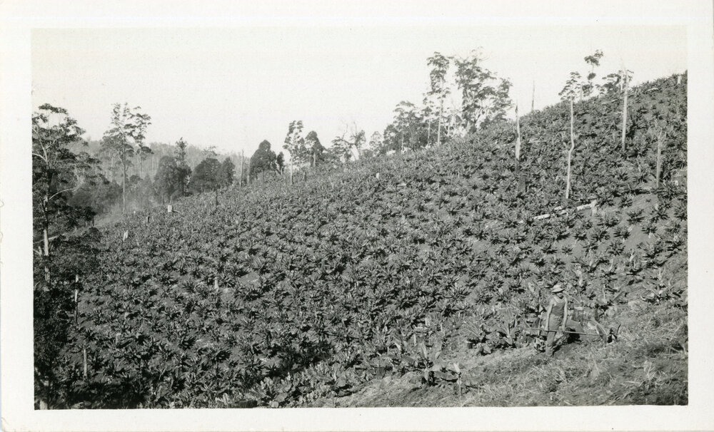 Banana plantation, 1930 - 1935