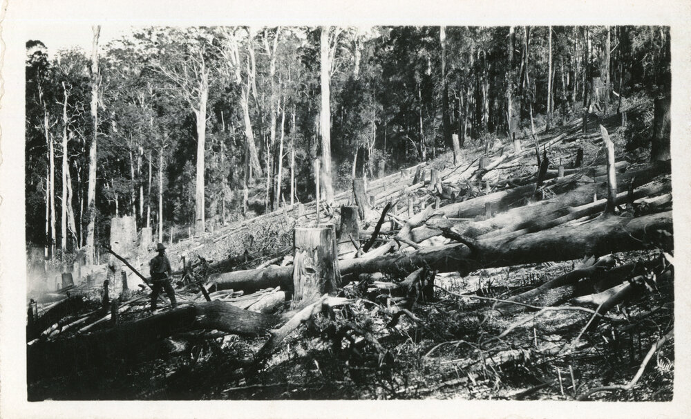 Arthur Andersen clearing land, c.1930