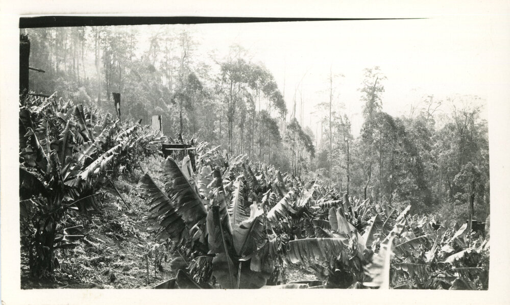 Banana plantation at Mt. Browne, c.1930