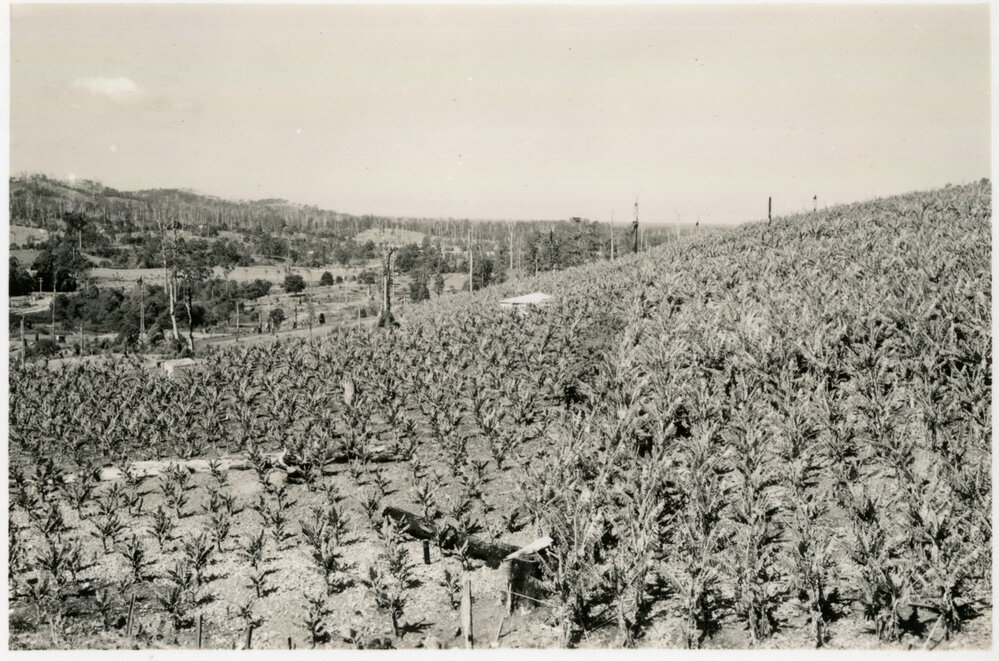 Banana plantation