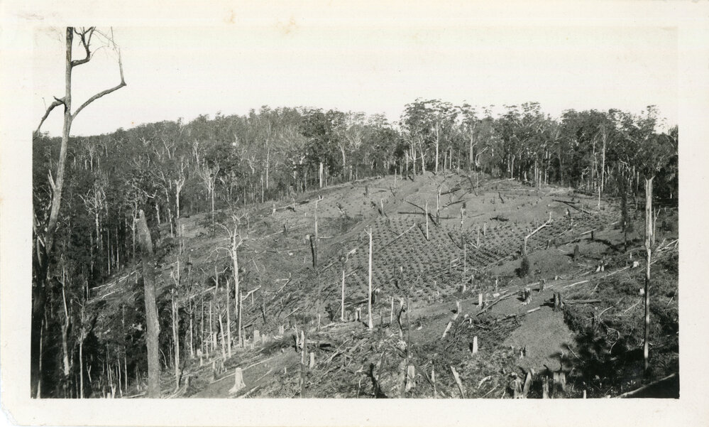 Banana crop
