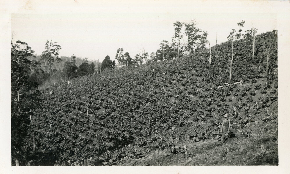 A worker hoeing in the banana crop