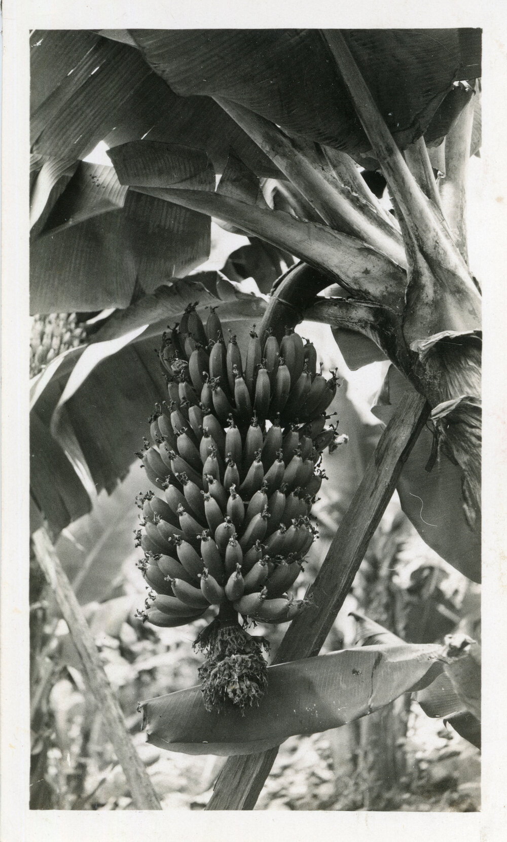 Banana bunch