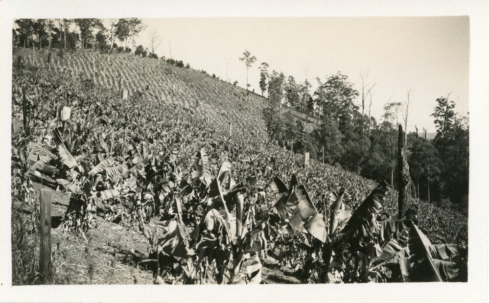 Banana plantation, c.1933
