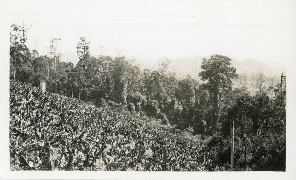 Banana cropping on Mt Browne, c.1930