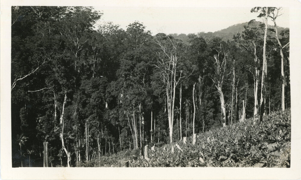 Banana plantation