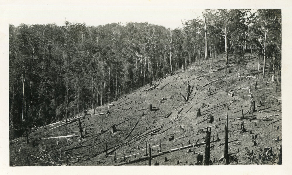 Banana plantation