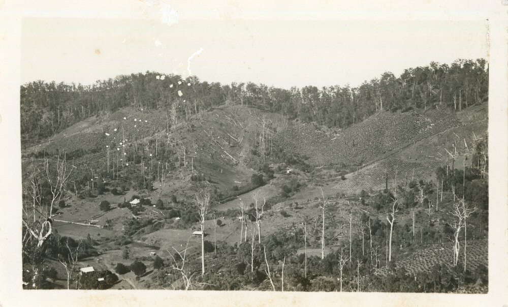 Hillside preparation for banana growing