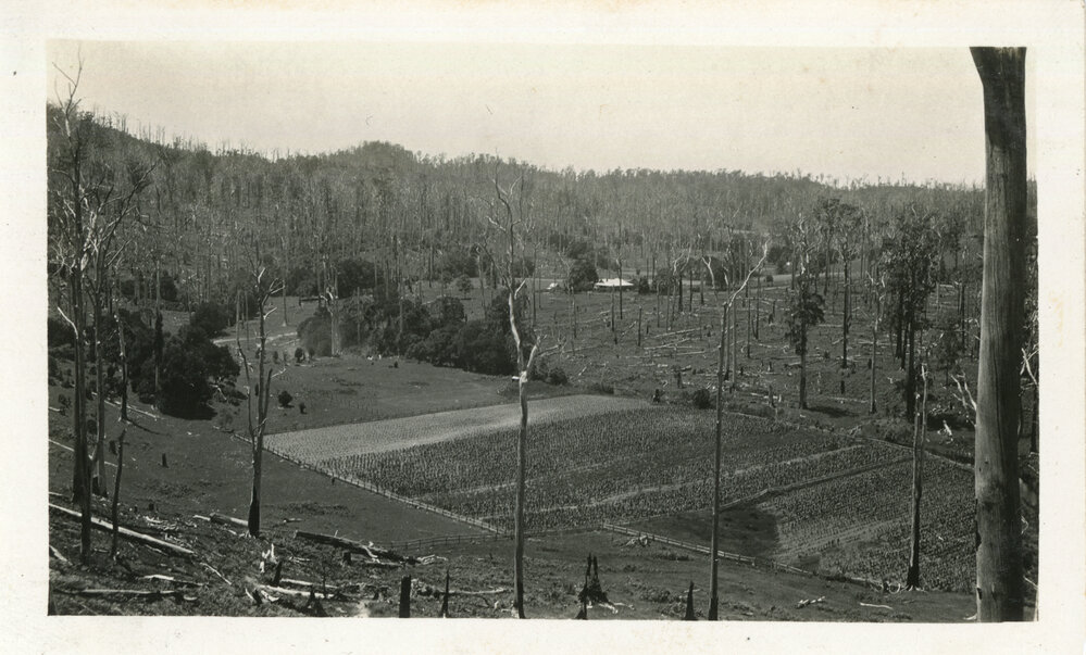 The corn paddock at Otley farm, January 1930