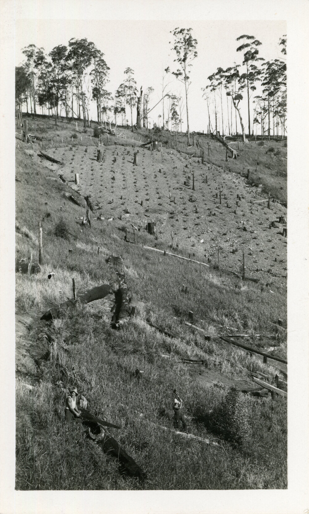Albert and Harry Anido preparing land, c.1933