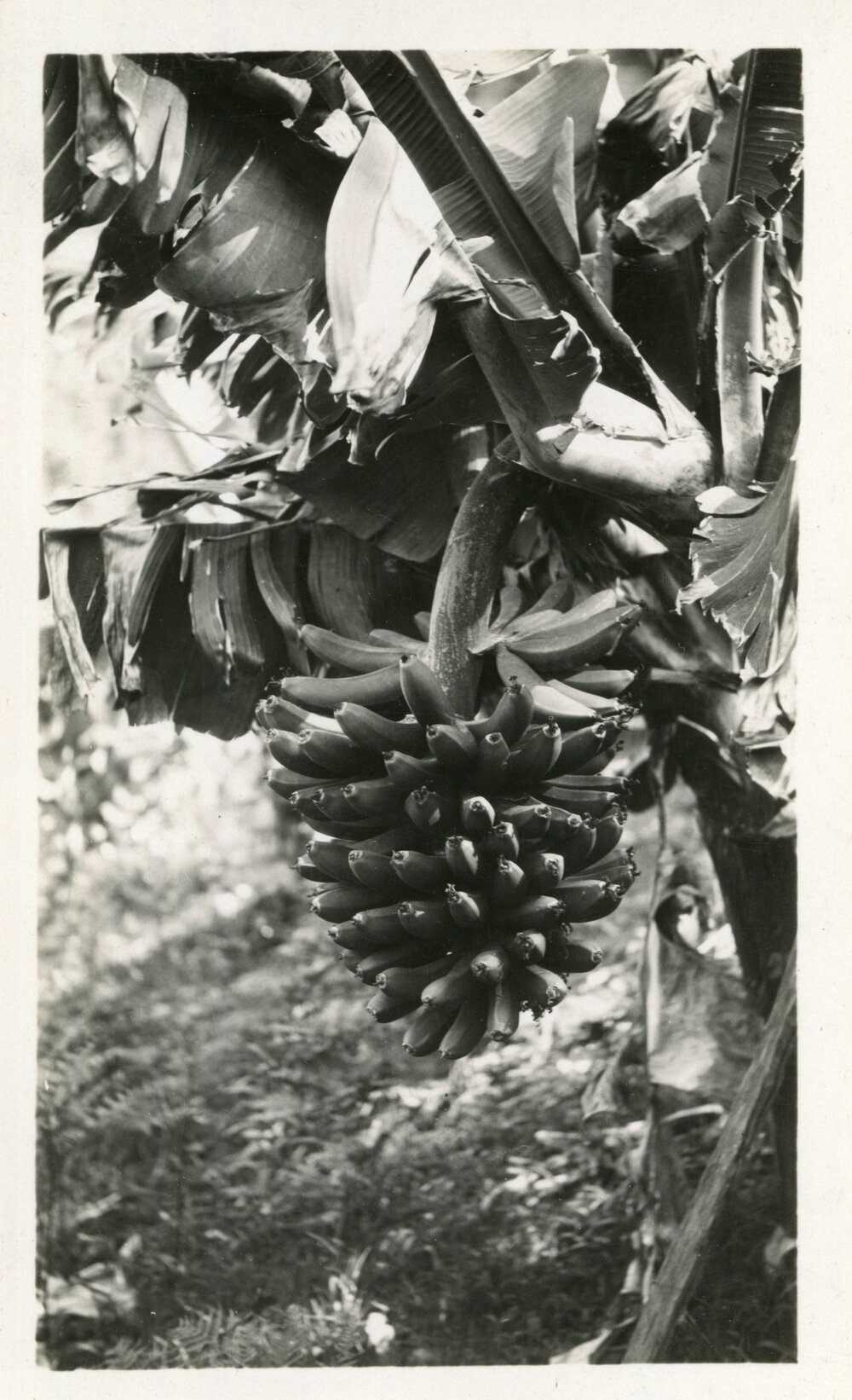 Banana bunch, 1929 - 1930