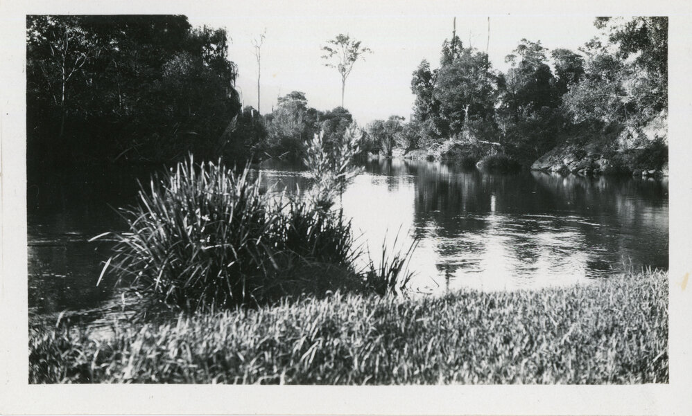 Orara riverbank, 1930