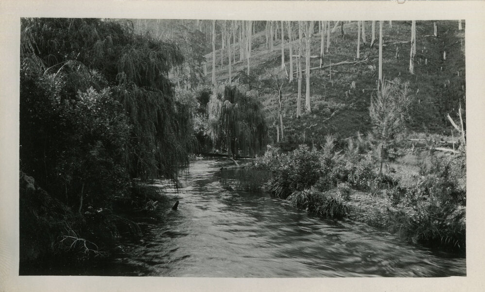Orara riverbend, 1930