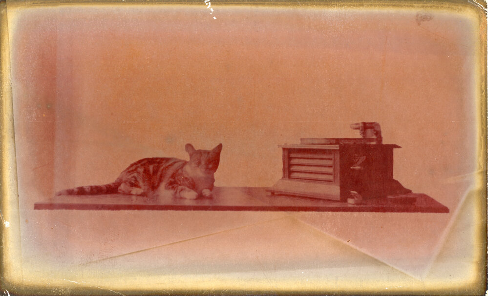 A cat listens to music