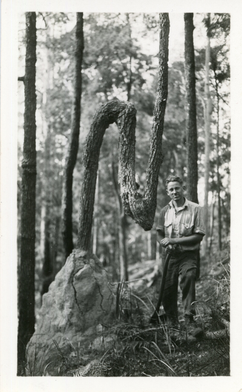 Bill Smitheringale with axe, 1936