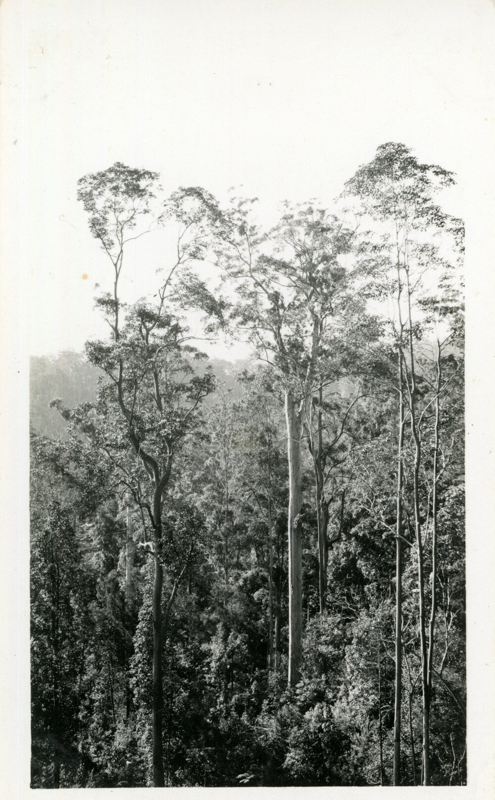 Bush scene