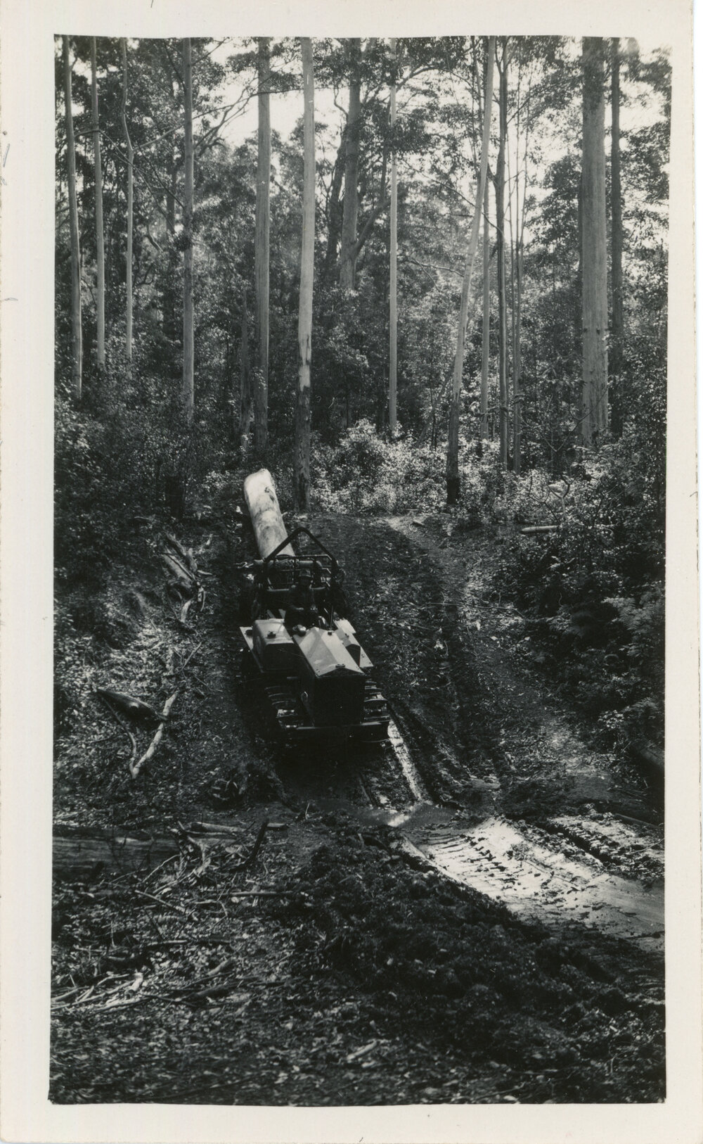 Logging with tractor, 1936