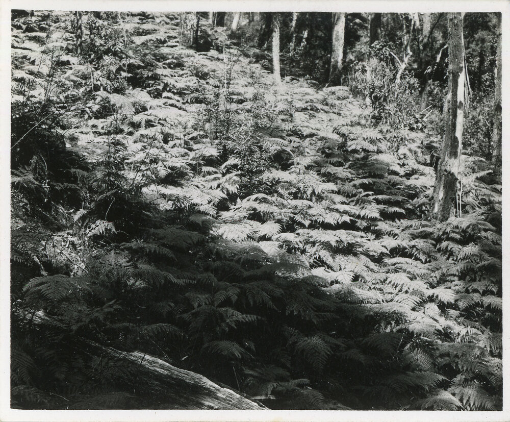 Hillside bracken, 1936