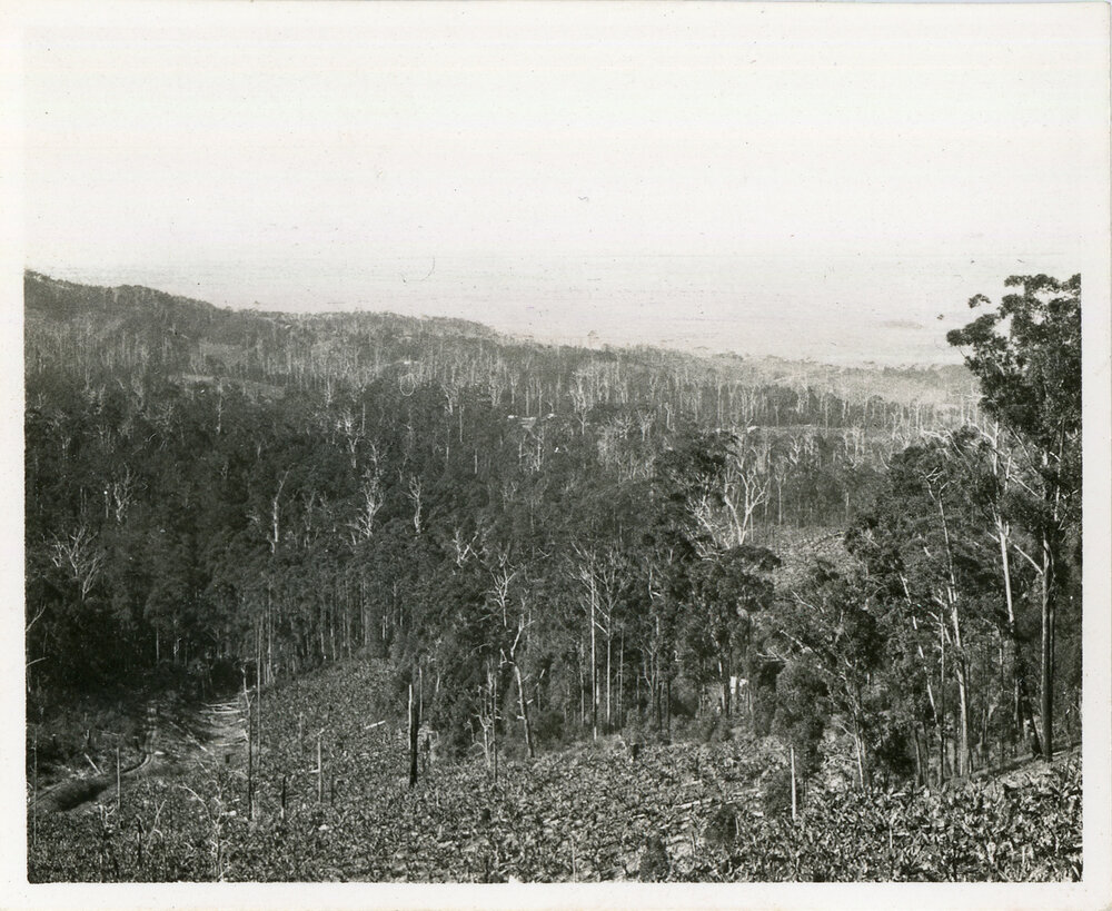 Bush track view towards Coffs Harbour, 1936