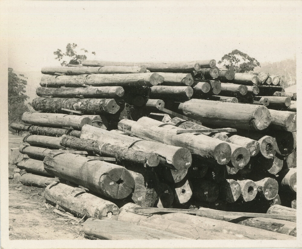 Stacked piles of logs at Coramba sawmill, 18 August 1936