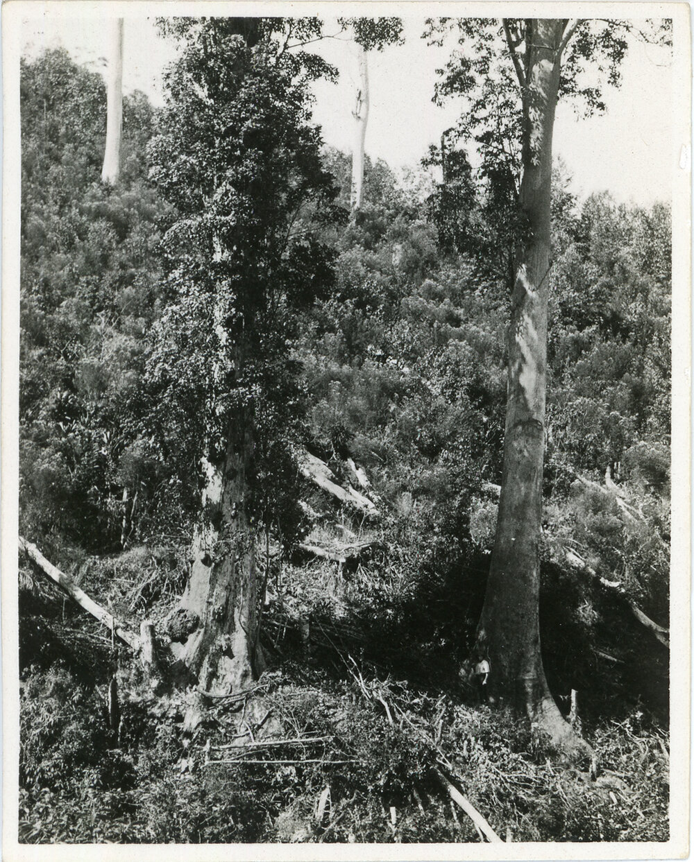 A young man stands beside a tall tree, 1936