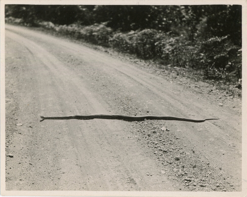 A long snake crosses the Dorrigo Road, 1936