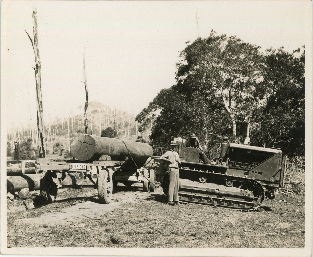 A Caterpillar tractor prepares for logging, 1936