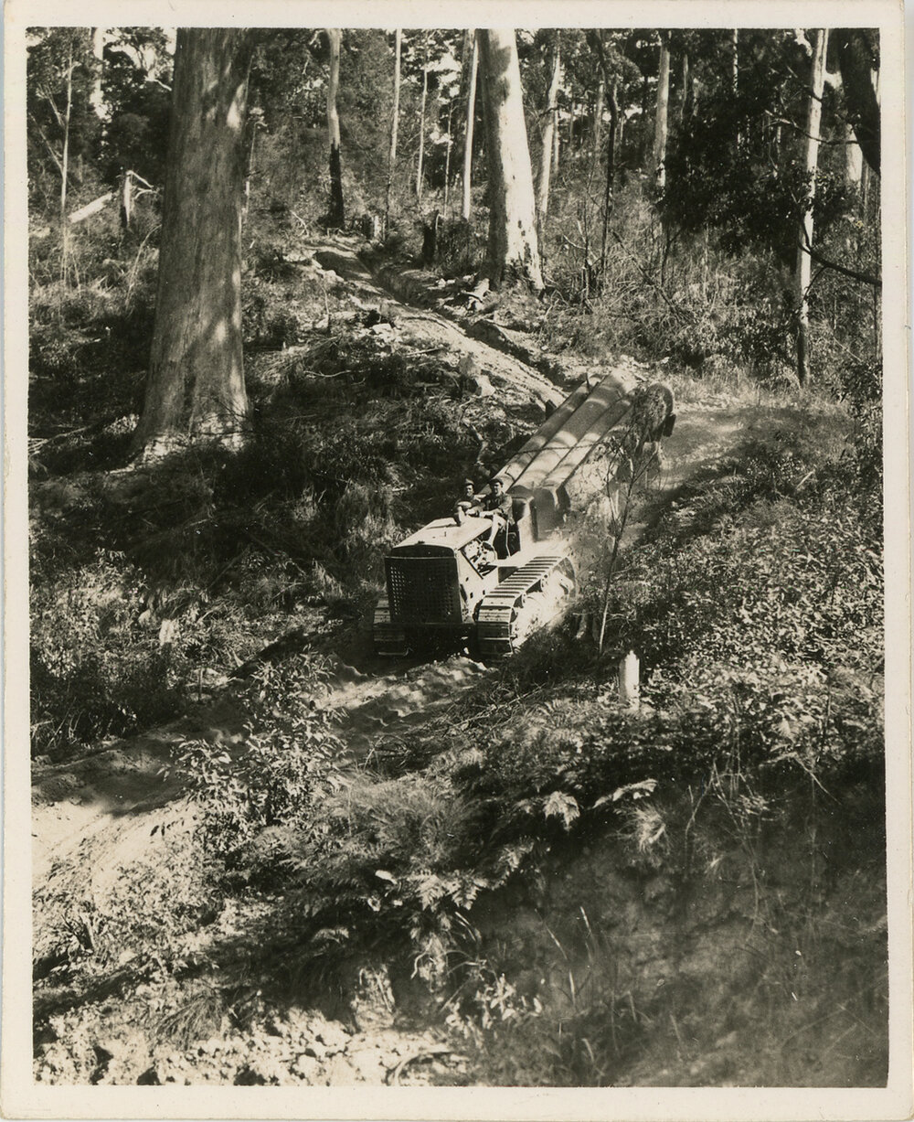 A Caterpillar tractor prepares for logging, 1936