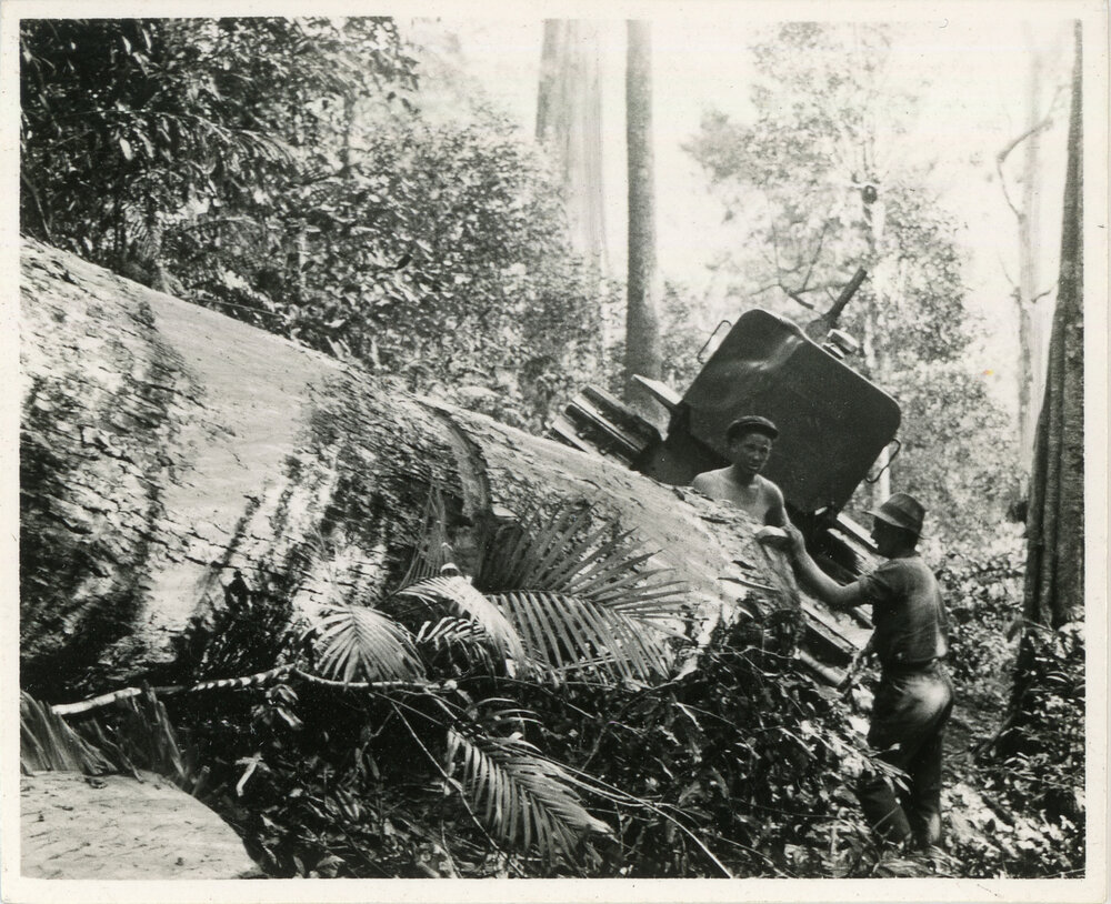 Sawyers in the forest, 1936