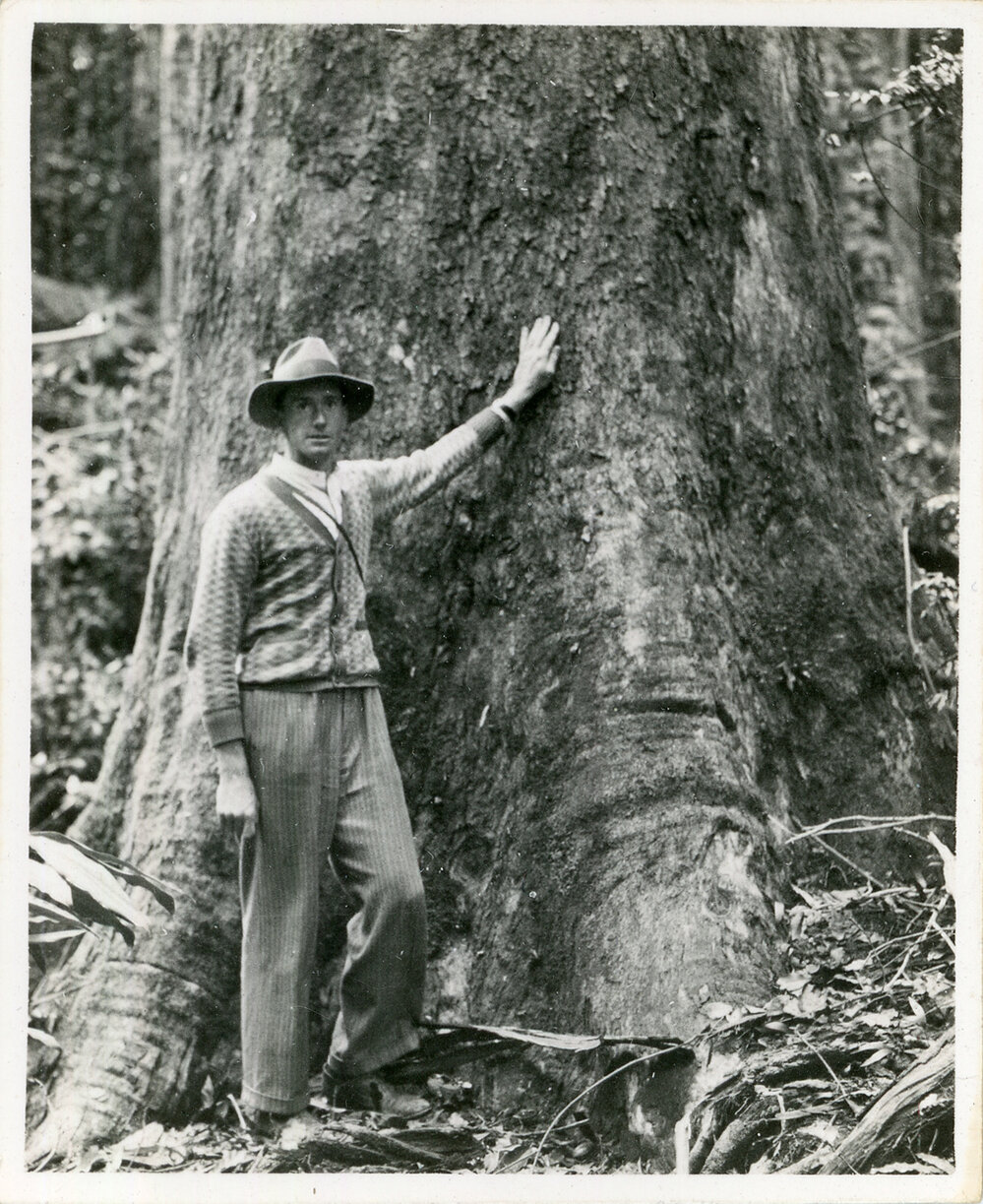 Measuring a tall tree, 1936
