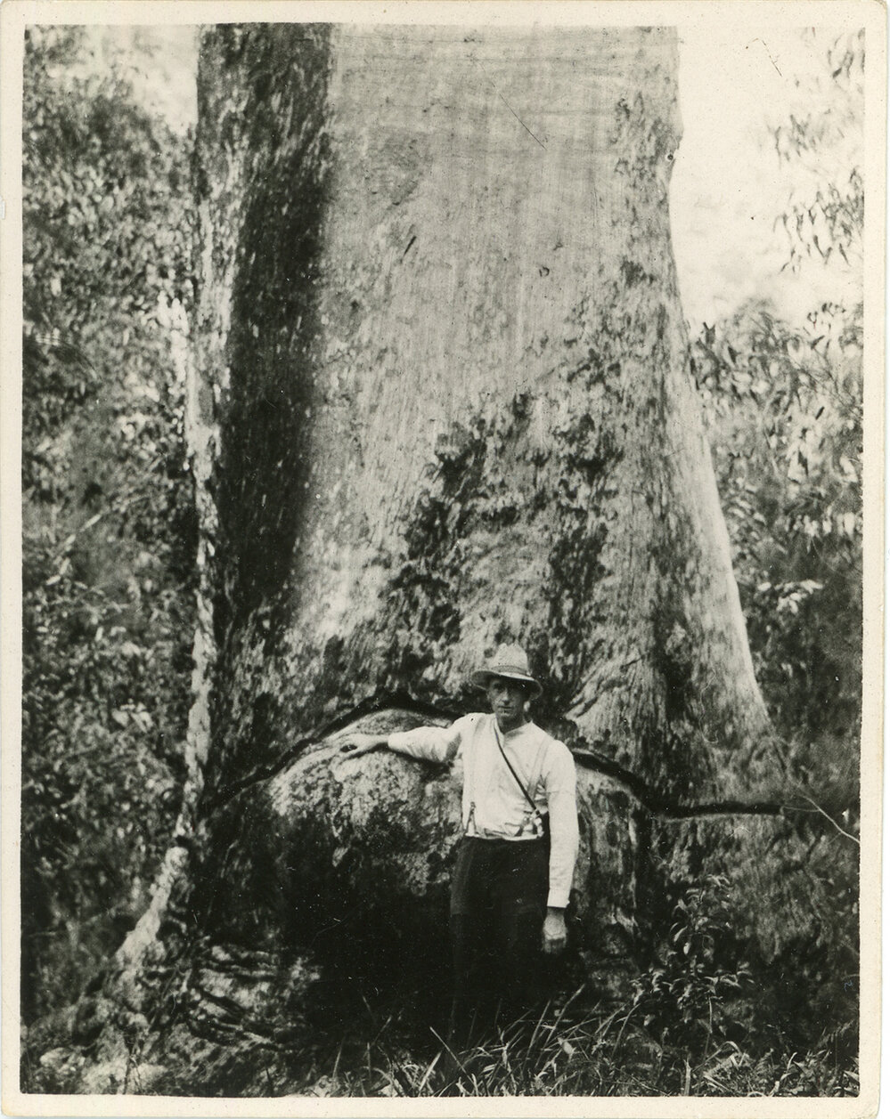 Measuring a tall tree, 1936