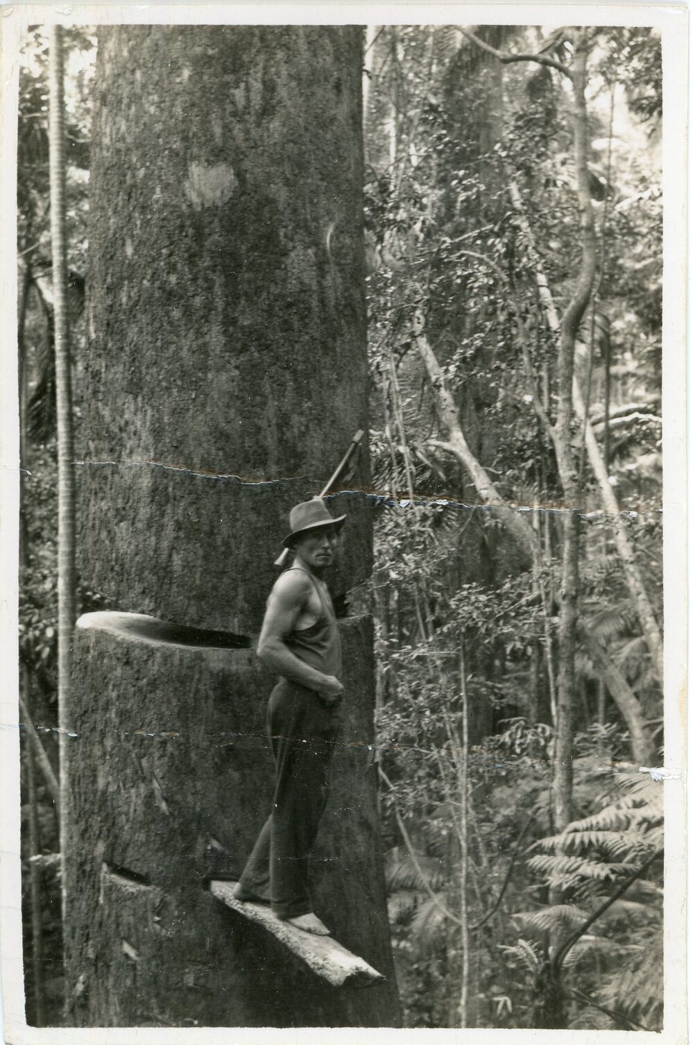 A sawyer is poised on a springboard plank