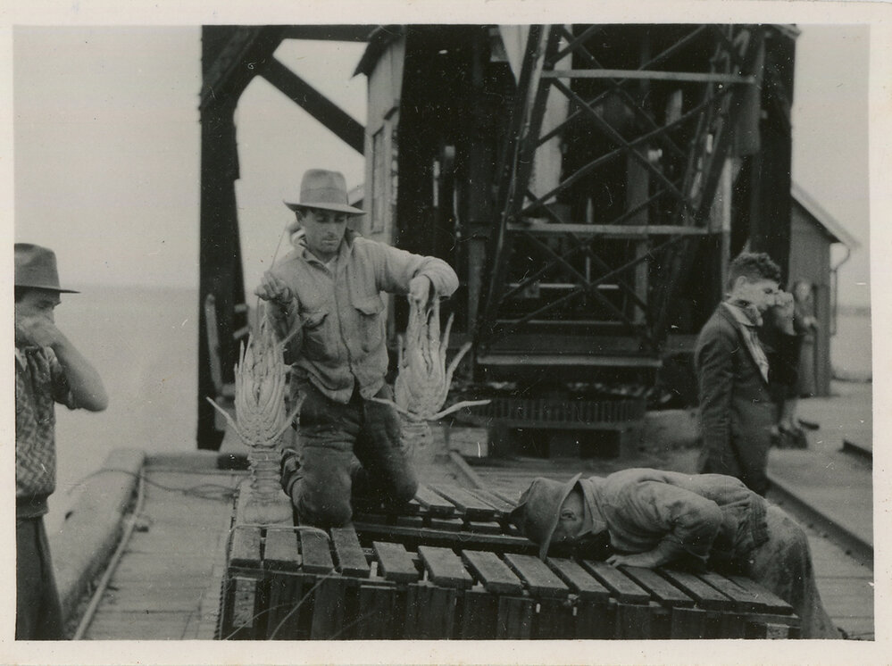 Extracting lobsters at the jetty