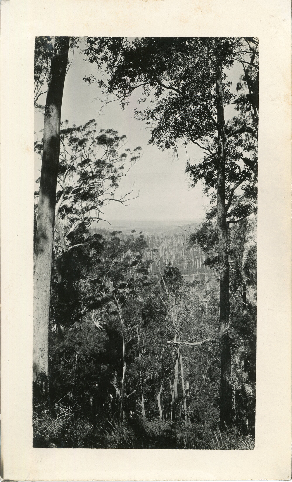 Clearing the bush for banana cultivation, February 1930