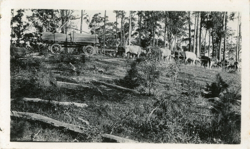 A bullock team pulls a load of railway sleepers, 1930