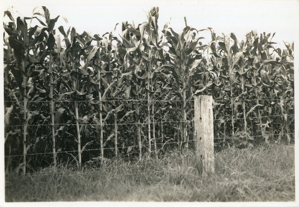 Corn field, 7 January 1947