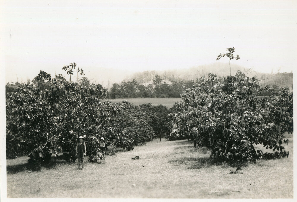 Tung oil trees, 29 December 1946
