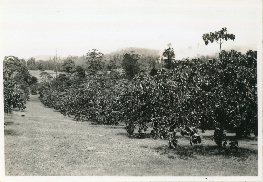 Tung oil trees, 29 December 1946