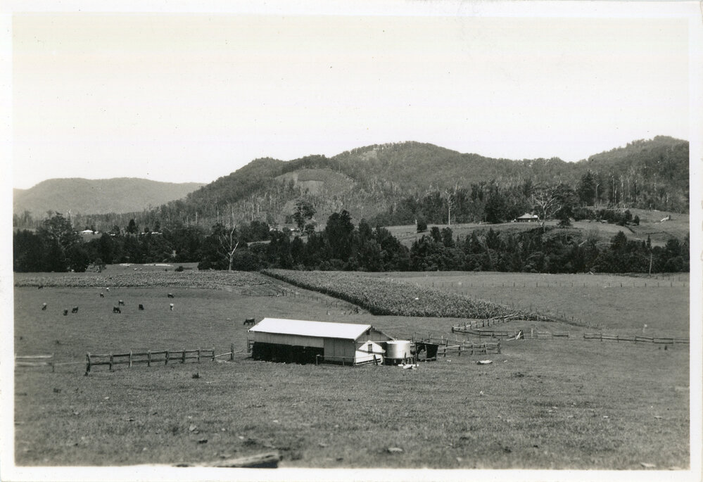 Cattle and corn in the Orara Valley, 8 January 1947