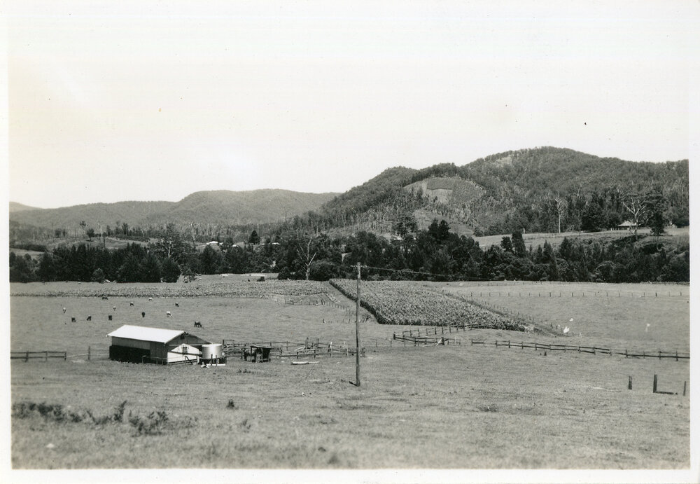 Cattle and corn in the Orara Valley, 8 January 1947