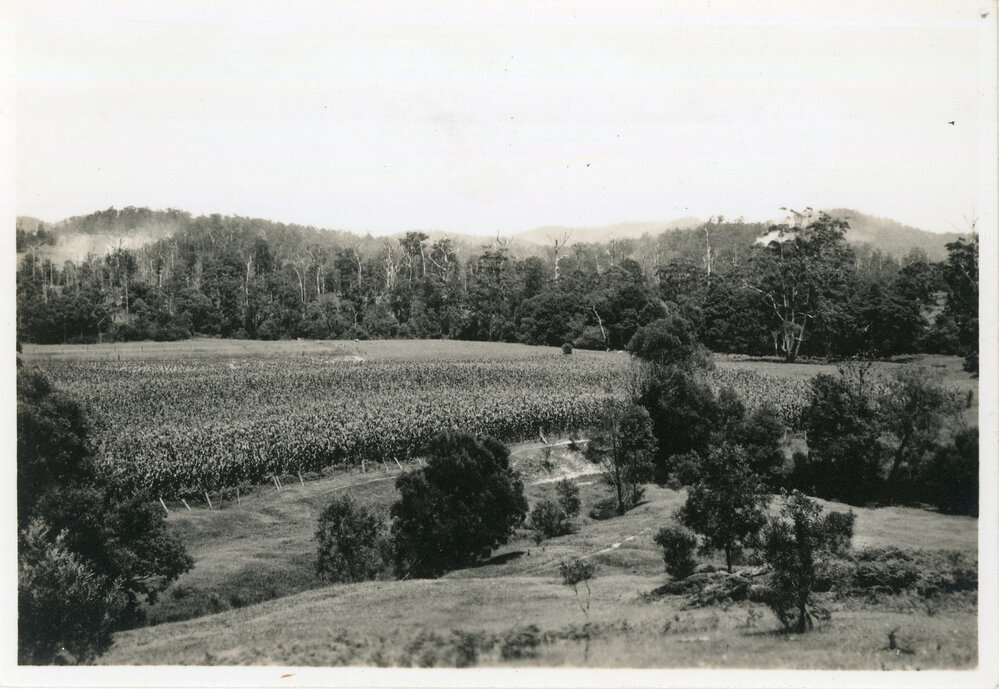 Corn crop on the river flats along Nana Glen Road, 29 December 1946