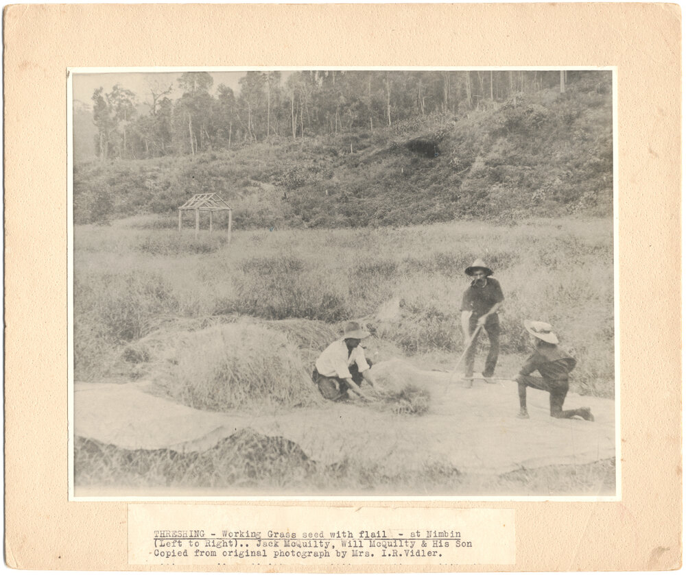 Farmers threshing grass seed at Nimbin
