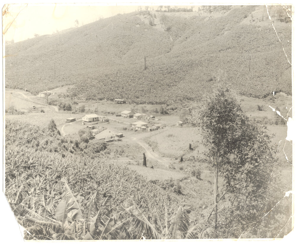 Banana plantations