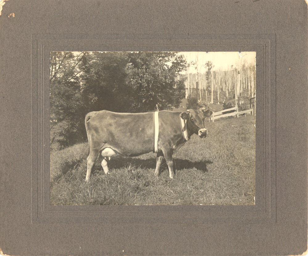 Sam Bailey's prize-winning cow Rainbow, 1914