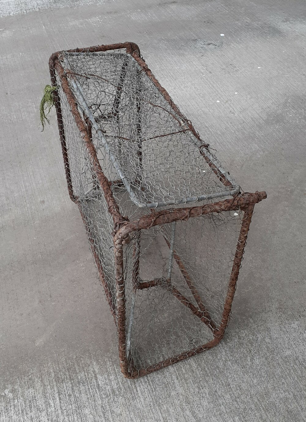 Fish or Turtle Trap