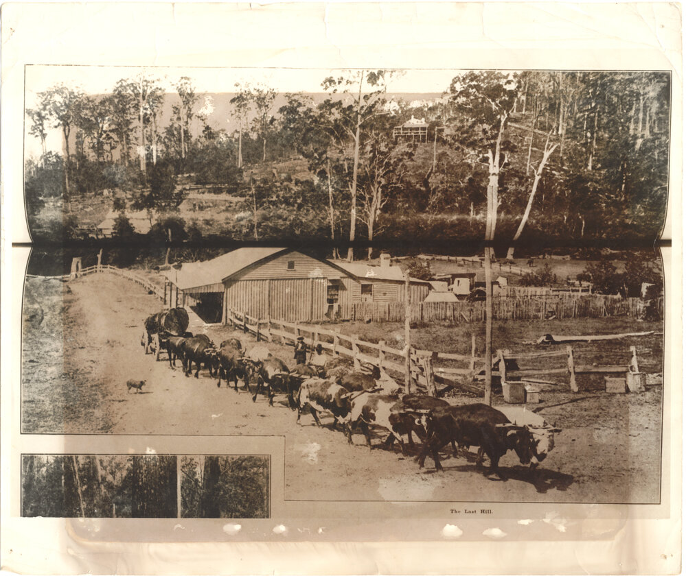 A bullock team on River Street, 1909 