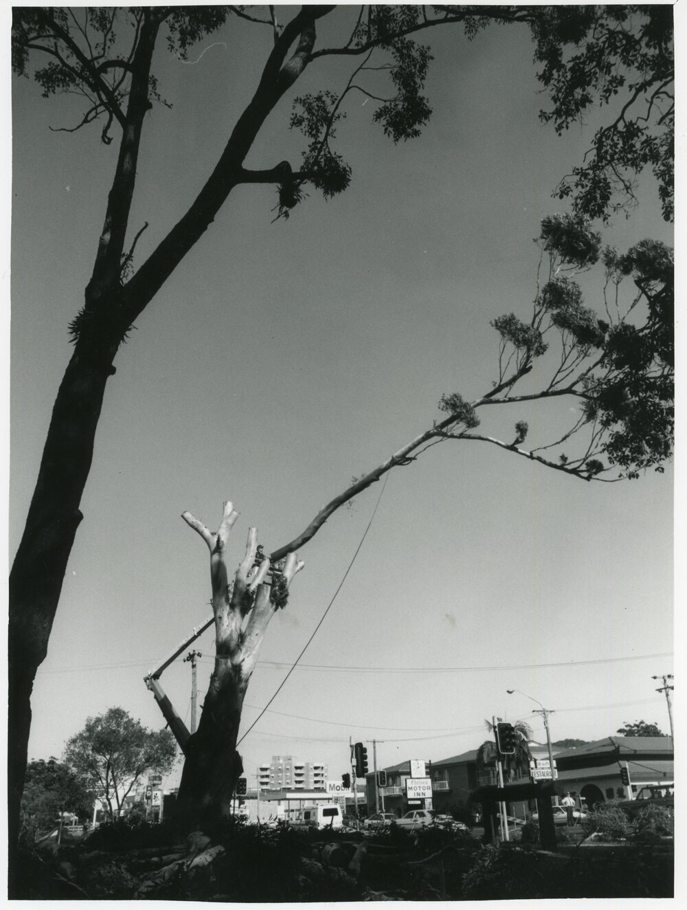 Removal of a blackbutt tree, 19 April 1993